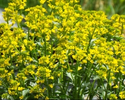 Wild mustard--leaves and flowers are edible.