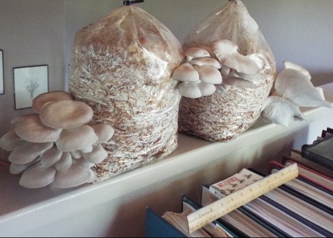 This year we added blue oyster mushrooms to our crops, though they're inside instead of the grden. They're really something. (Ruler in front for scale)